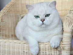 Котик шотландец серебристый шиншилла вязка