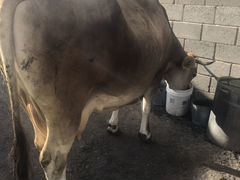 Продаётся корова