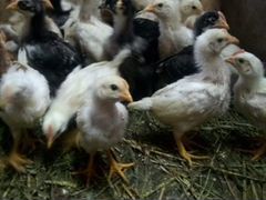 Цыплята деревенских несушек