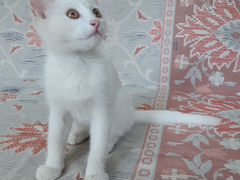 Котенок, 3 месяца, белый с золотистыми глазами