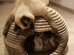 Когтеточка и домик для кота Картонная Сфера