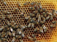 Пчелы рой 6 рамок