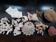 Коралл и ракушки