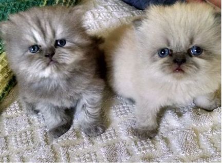 Продам персидских котят