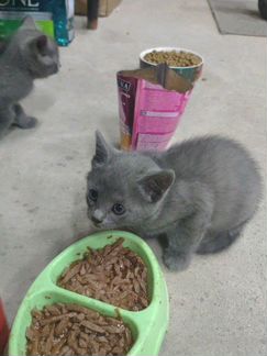 Котята Русской голубой кошки