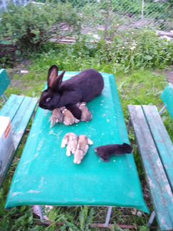 Крольчихи и крольчата