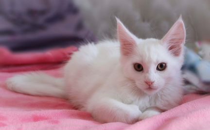 Белоснежный котенок Мейн-куна