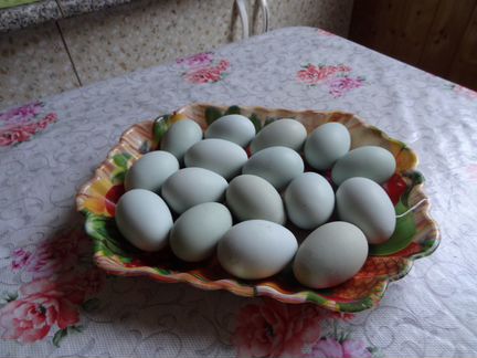 Инкубационные яйца ухейилюй