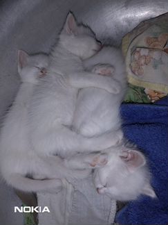 Котята, белые комочки