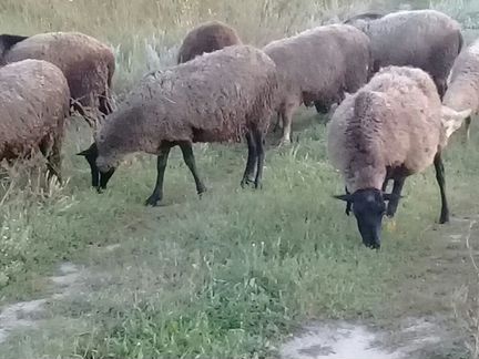Овцы романовской породы окотные 7 шт