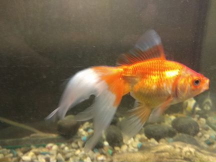 Золотая рыбка бесплатно
