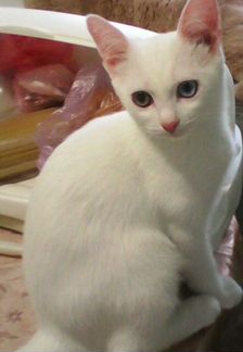 Продам котят турецкой ангоры с разными глазами