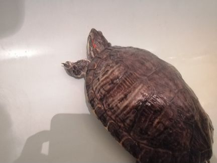 Черепаха красноухая