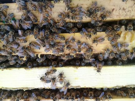 Пчеломатки Buckfast