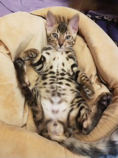 Леопардовый бенгальский котенок