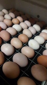 Яйцо куриное инкубационное