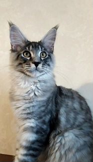 Чистокровный роскошный серебряный котёнок