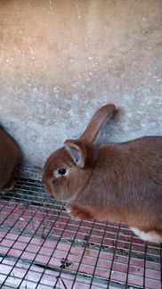 Кролики новозеландские красные