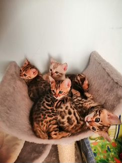 Чистокровные бенгальские котята