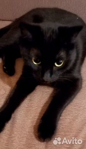 Шикарный котик