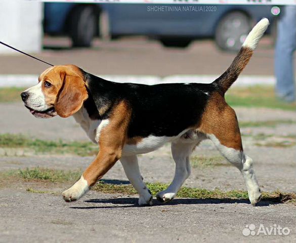 Бигль вязка