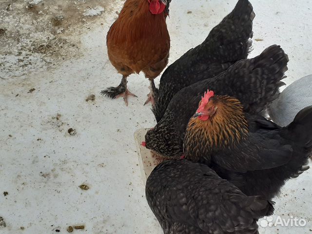 Куры, цыплята, инкубационное яйцо породы маран