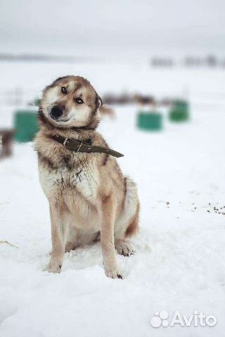 Собака компаньон в дар