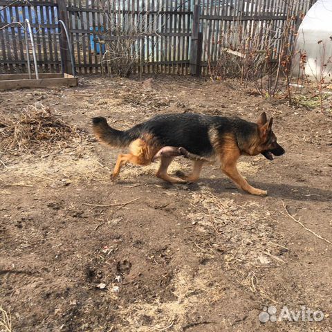 Фото Чистокровной Немецкой Фото Чистокровной Немецкой