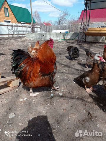 Инкубационное яйцо мясо яичная порода