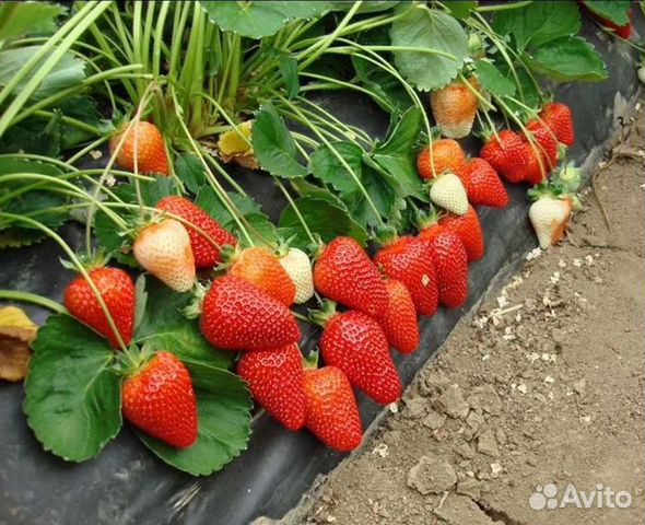 Рассада клубники