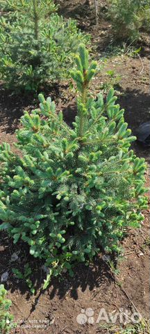 Ель голубая