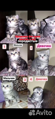 Шатландские Вислоухие котята