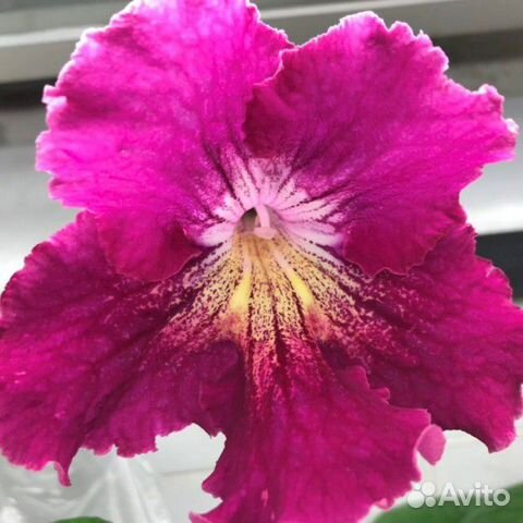 Стрептокарпус Кокарда