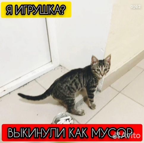 Котенок в добрые руки