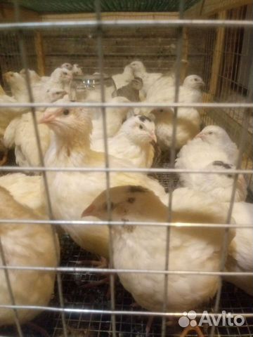 Перепела, инкубационное яйцо, селадон. Кеклики