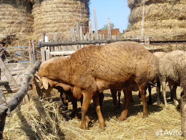 Баран на племя