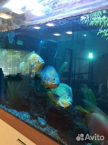 Чистка аквариума