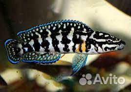 Рыбы и водоросли для видового аквариума