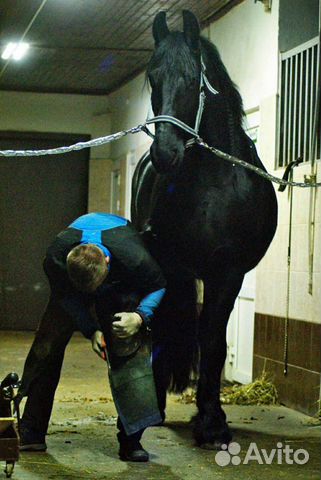 Качественная расчистка - ковка копыт лошадей