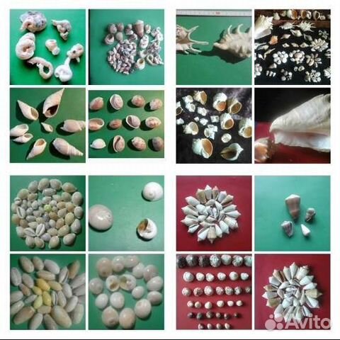 Раковины с Отверстиями Мировой Океан