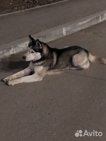 Найдена собака хаска.г Джанкой,район Советская 25