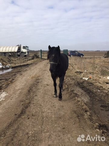 Конский Коровий Навоз