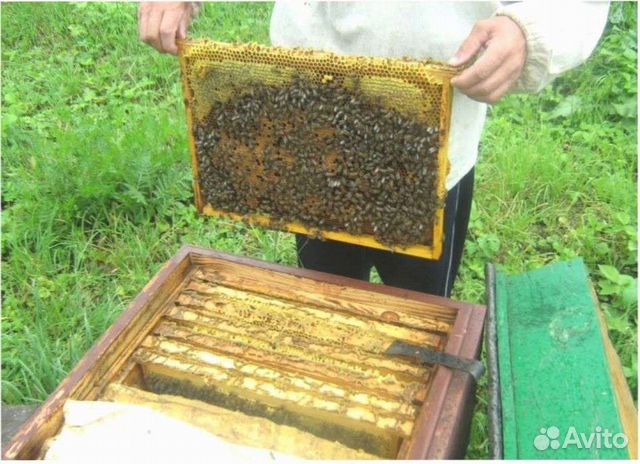 Пчелопакеты бакфаст