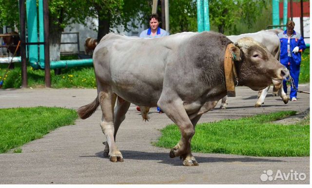 Искусственное осеменение коров