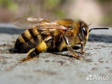 Среднерусская пчела Пчёлы на высадку купить на Зозу.ру - фотография № 1