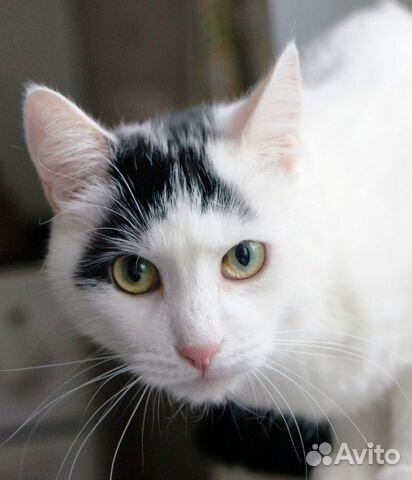 Кошечка Белла в дар Кошечка Белла в дар