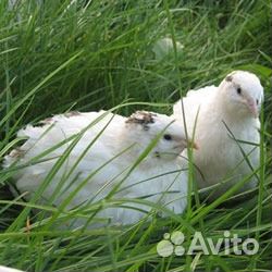 Перепела техасские альбиносы суточные