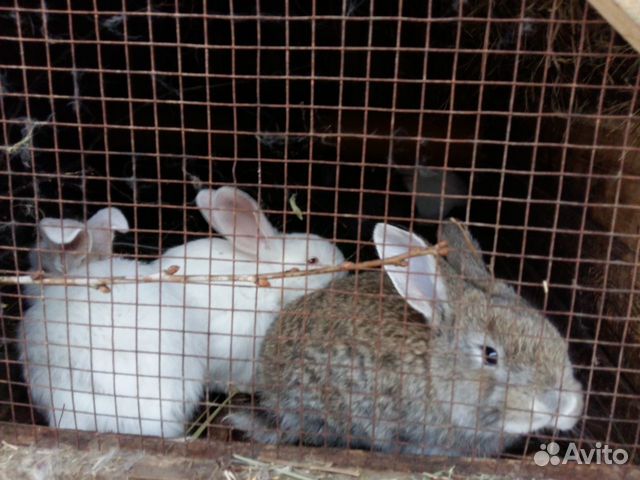 Парное мясо кролика купить на Зозу.ру - фотография № 2
