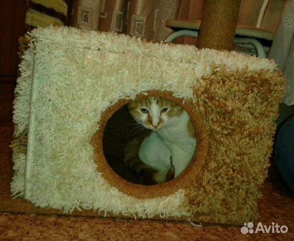 Домик для кота