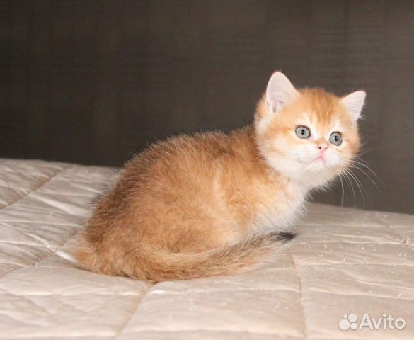 Роскошный котик золотая шиншилла купить на Зозу.ру - фотография № 3